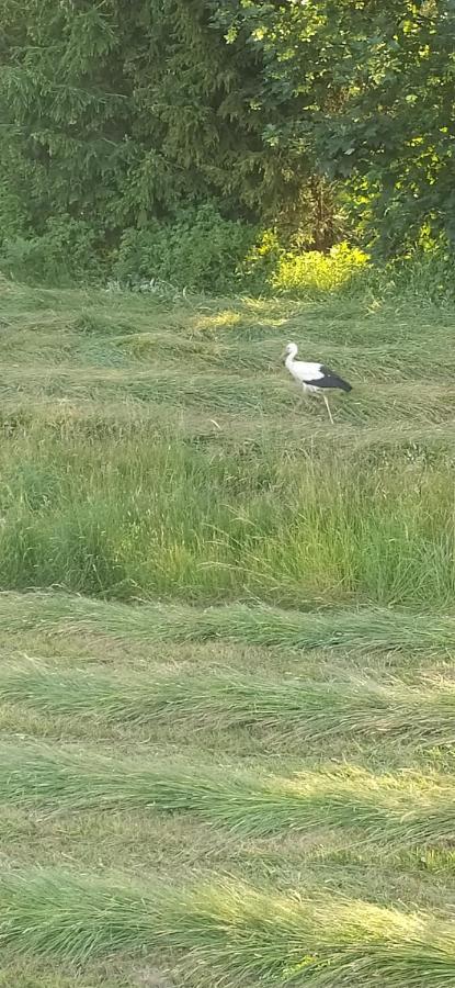 I Bike'Owy Domek Z Finska Balia Nad Jeziorem Czorsztynskim - 400M Od Jeziora I Sciezki Rowerowej Maniowy Εξωτερικό φωτογραφία